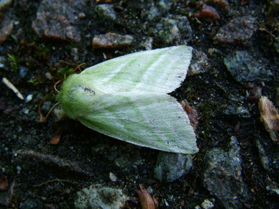 Green Silver-lines